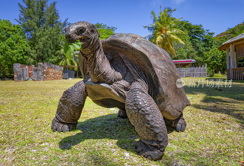 野生动物亚达布拉巨龟(Aldabrachelys gigantea)在海龟岛Curieuse，塞舌尔岛